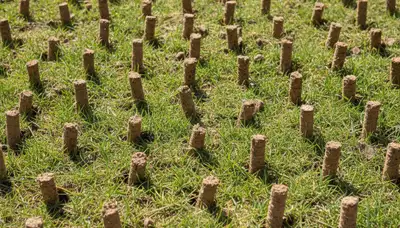 Close-up of soil core plugs after professional lawn aeration by Chop Chop Landscaping in Tacoma, WA