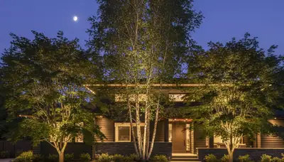 Tree uplighting showcasing professional landscape lighting and mature trees at night in Tacoma, WA